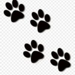 puppy paws