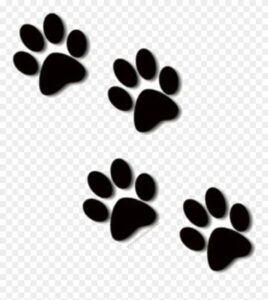 puppy paws